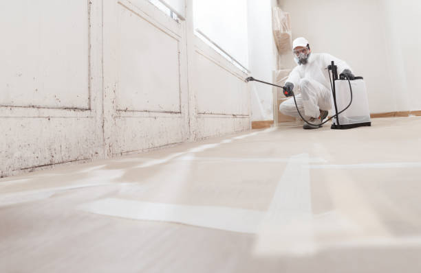 Black mold remediation team in Fountain